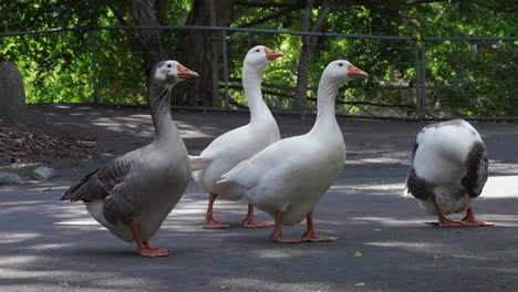 small flock of four domestic geese standing on concrete path in natural park