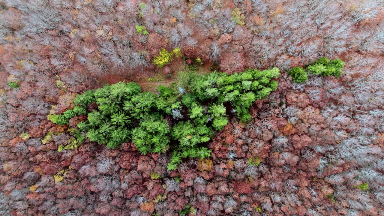Green island in a sea of brown autumn trees, aerial view, nature