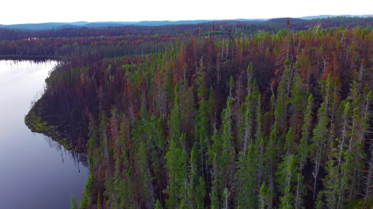 Dense Forest After Wildfire By The Lakeshore Near Lebel-Sur-Qu&eacute;villon, Qu&eacute;bec, Canada
