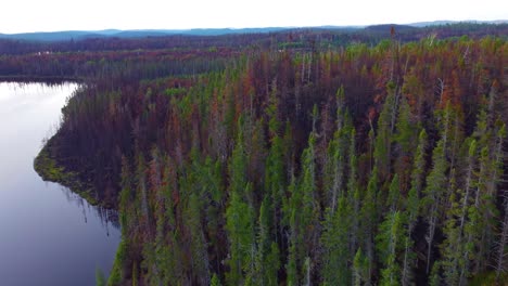 denso bosque después de un incendio en la orilla del lago cerca de lebel-sur-quevillon, quebec, canadá