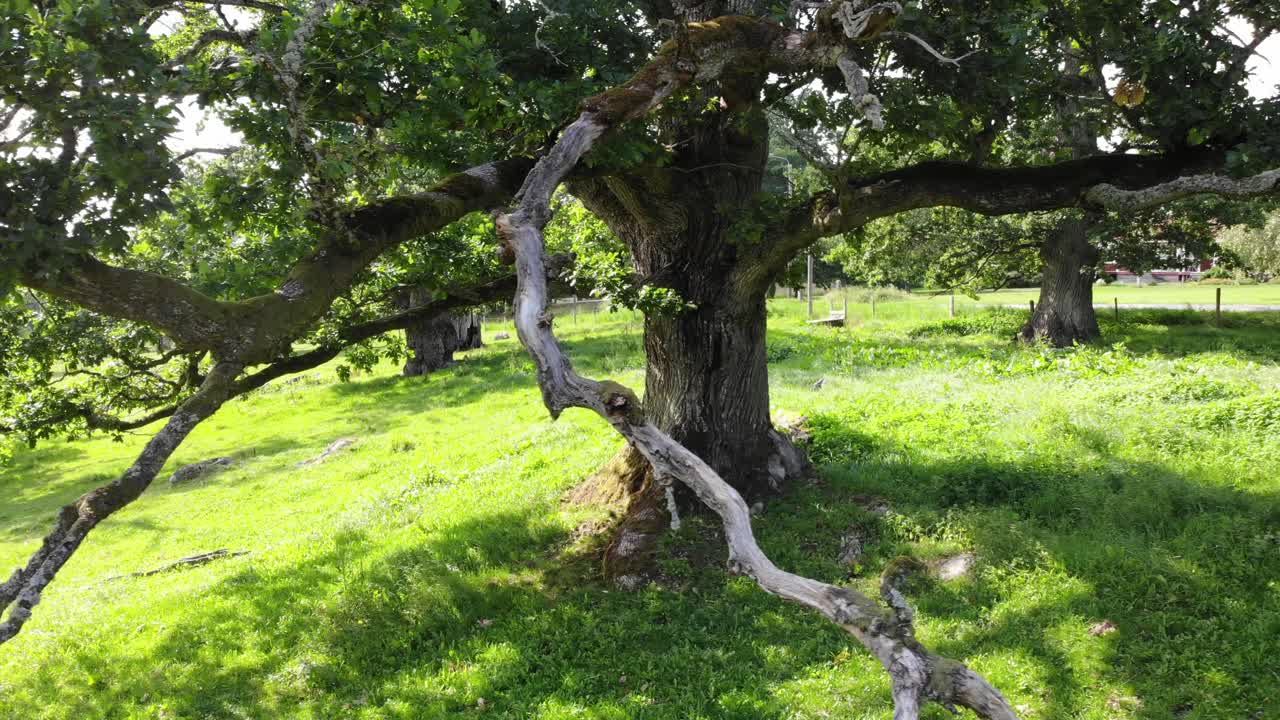 quercus petraea 나무와 푸른 잔디의 다채로운 가까운 패닝 샷