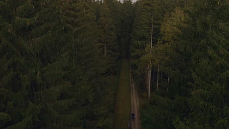 riding a bike in a green forest, filmed by a drone from above at 20m height