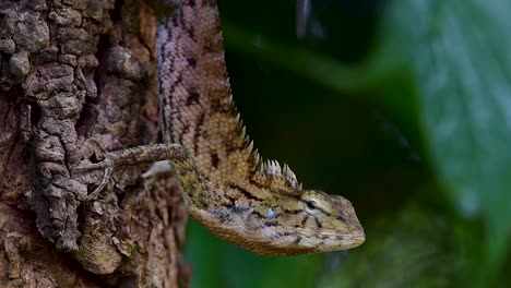 The-Oriental-Garden-Lizard-is-also-called-the-Eastern-Garden-Lizard,-Bloodsucker-and-Changeable-Lizard