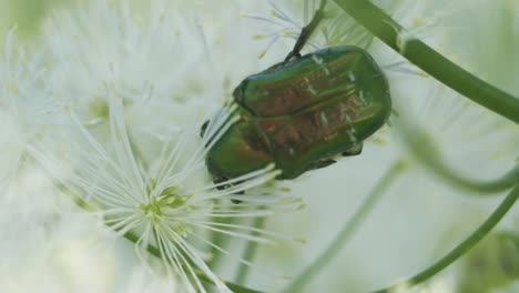 rosa verde chafer cetonia aurata comiendo polen en flor macro cerrar