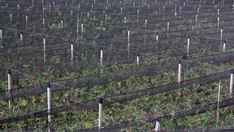 an apple orchard with rolled up hail nets, which are used to protect the growing apples from hail