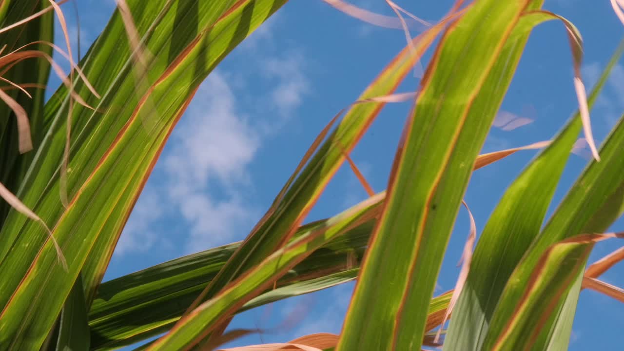 Slow-motion shot of sugarcane leaves moving in the wind against a bright blue sky, offering a calm, airy natural texture ideal for travel videos, relaxation footage, and scenic transitions