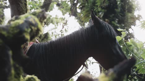 Caballo-Negro-Comiendo-Follaje-En-El-Bosque-Profundo-De-Guatemala,-Vista-Lateral-De-Mano