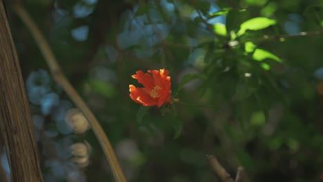 granada flor roja que florece bajo el sol