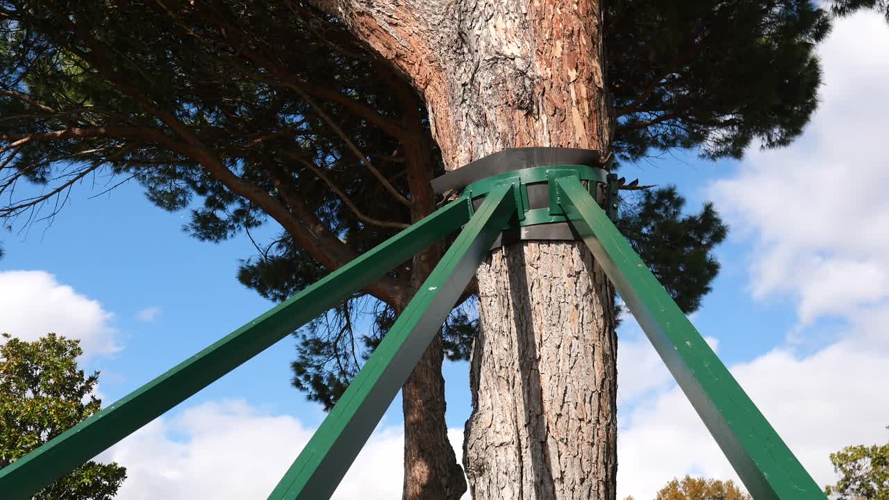 나무 지원 구조