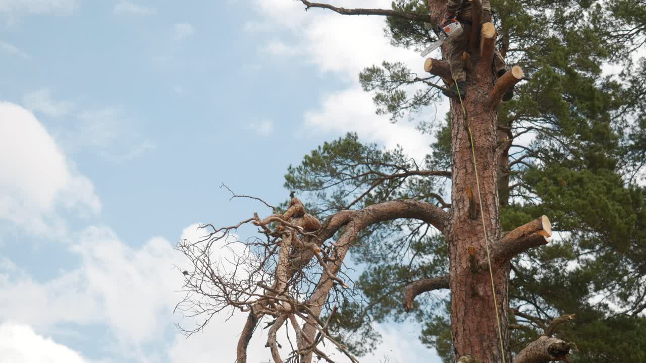обрезка деревьев арбористом