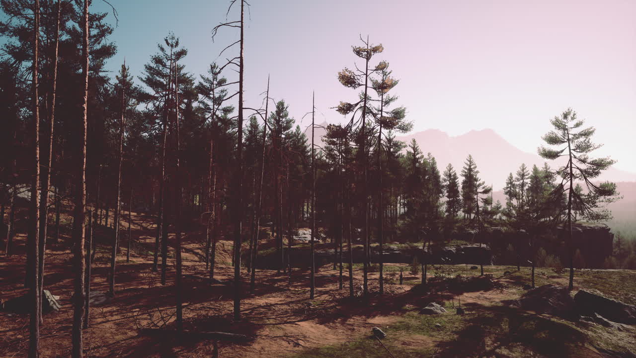 늦은 여름 저녁에 깊은 스칸디나비아 숲