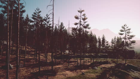 profundos bosques escandinavos en una tarde de verano