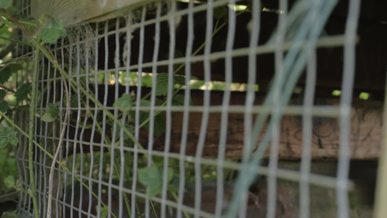 Old rickety wooden shed wire close up tilting shot
