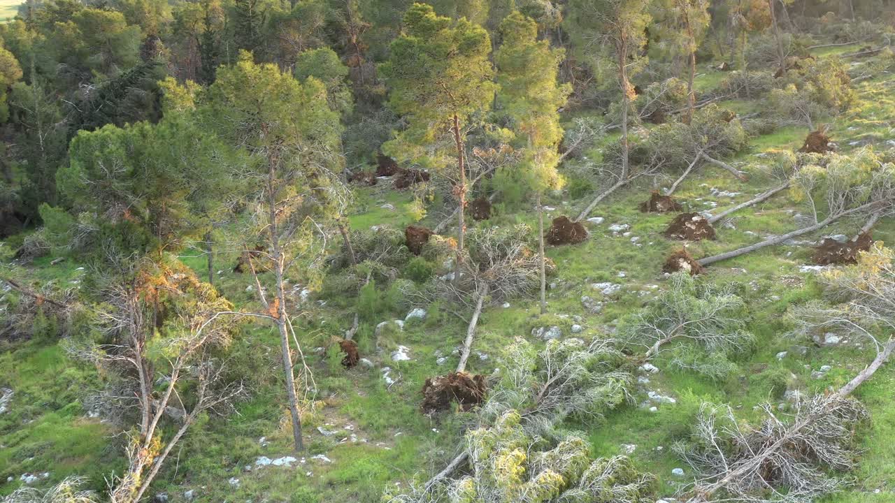 bosque dañado por una tormenta