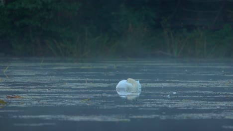 mute swan sleeping, misty atmospheric lake