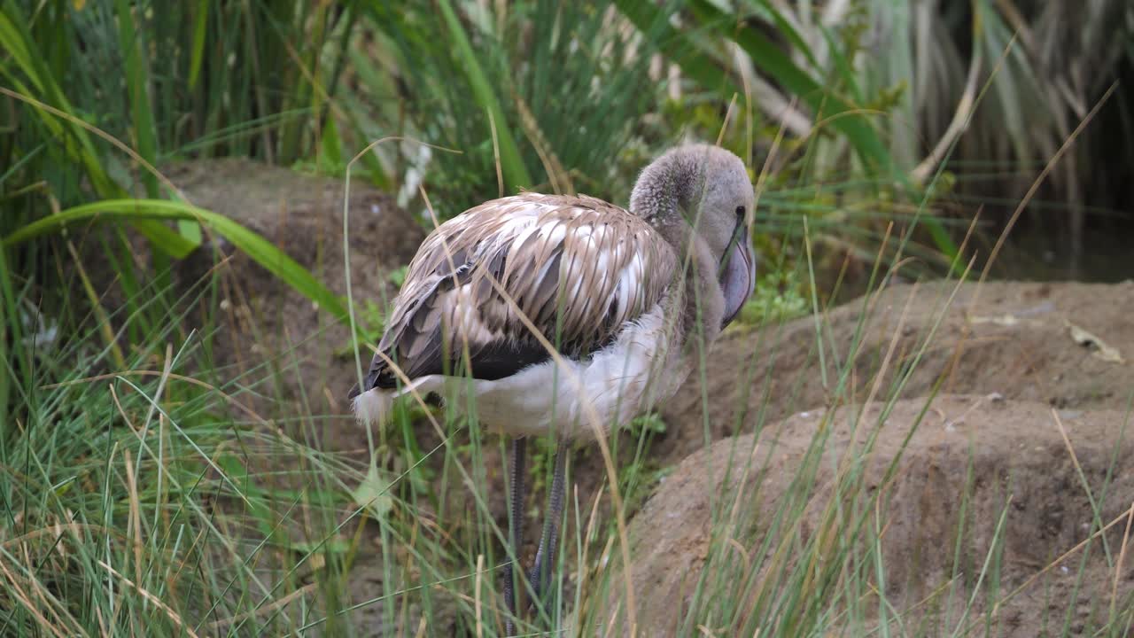 A gray flamingo scratches itself with its beak. Sweet little animal.