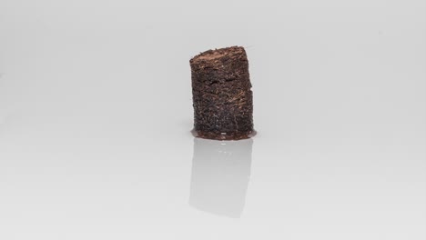 pellets de turba de coco que se expanden en la superficie húmeda. lapso de tiempo