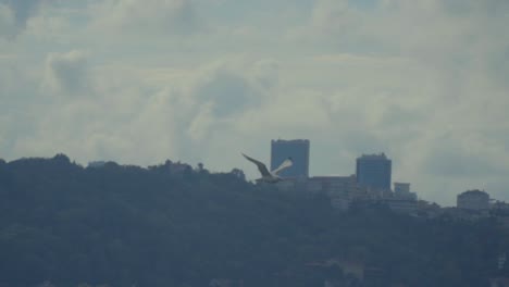 the seagull flying at sky, cloudy weather, forest and towers, istanbul, turkey