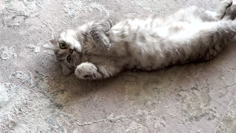 Persian-cat-with-two-beautiful-green-eyes-lies-on-a-shag-rug-and-rubs-against-it