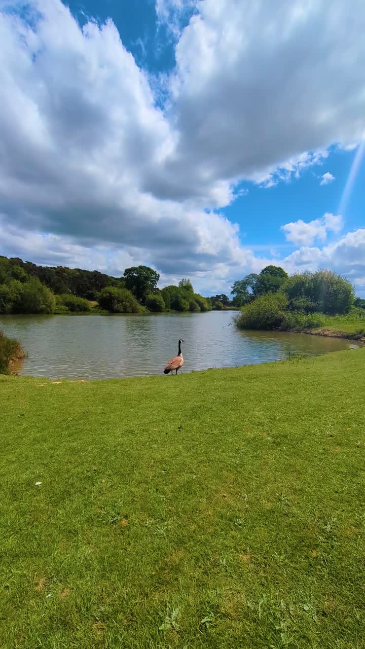 Vertical Video of Lone Canada Goose Entering Calm Lake with Dynamic Cloudscape on Bright Blue Sky.