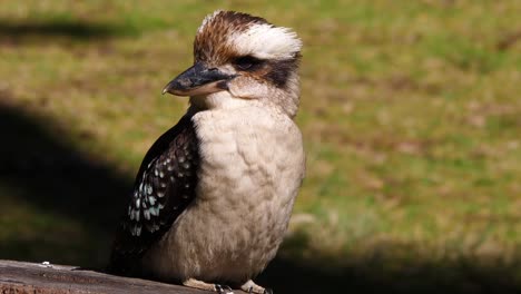 extreme close up of a laughing kookaburra in a tree in australia 1