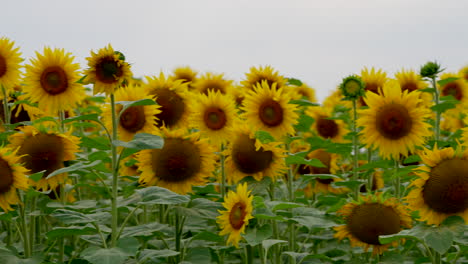 Panning-shot-of-blooming-yellow-sunflowers-in-field-against-cloudy-sky---ProRes-High-Qualtiy-4k-Shot