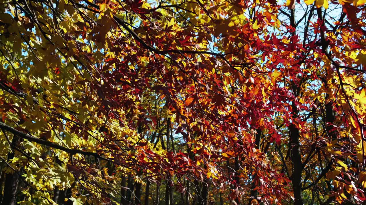 Vibrant autumn leaves in close-up, captured from a low angle, showcasing rich reds and yellows