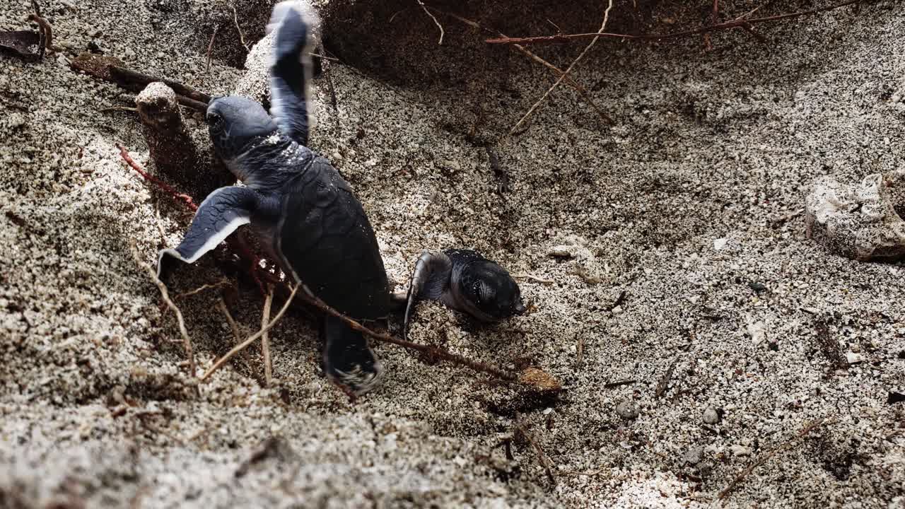Newly Hatchling Baby Green Sea Turtles Rushing To Come Out On A Sand