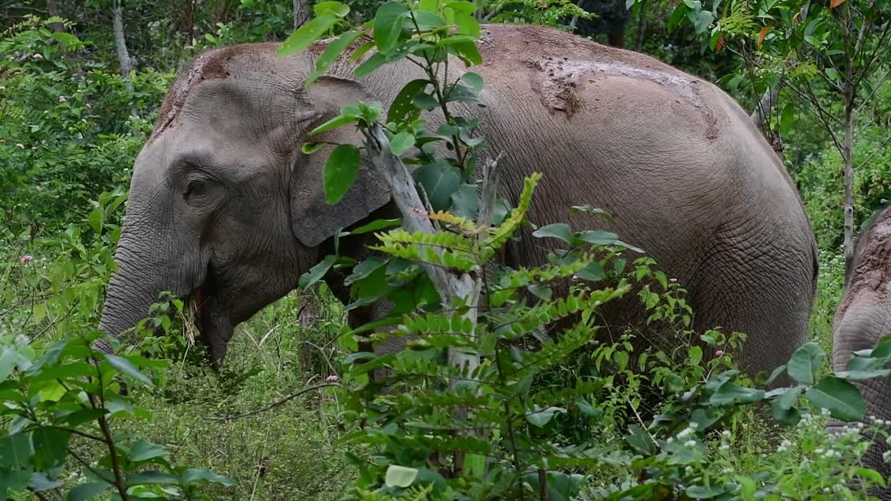 The Asiatic Elephants are endangered species and they are also residents of Thailand