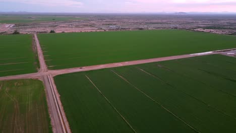 Campos-De-Alfalfa-En-El-Desierto-De-Arizona