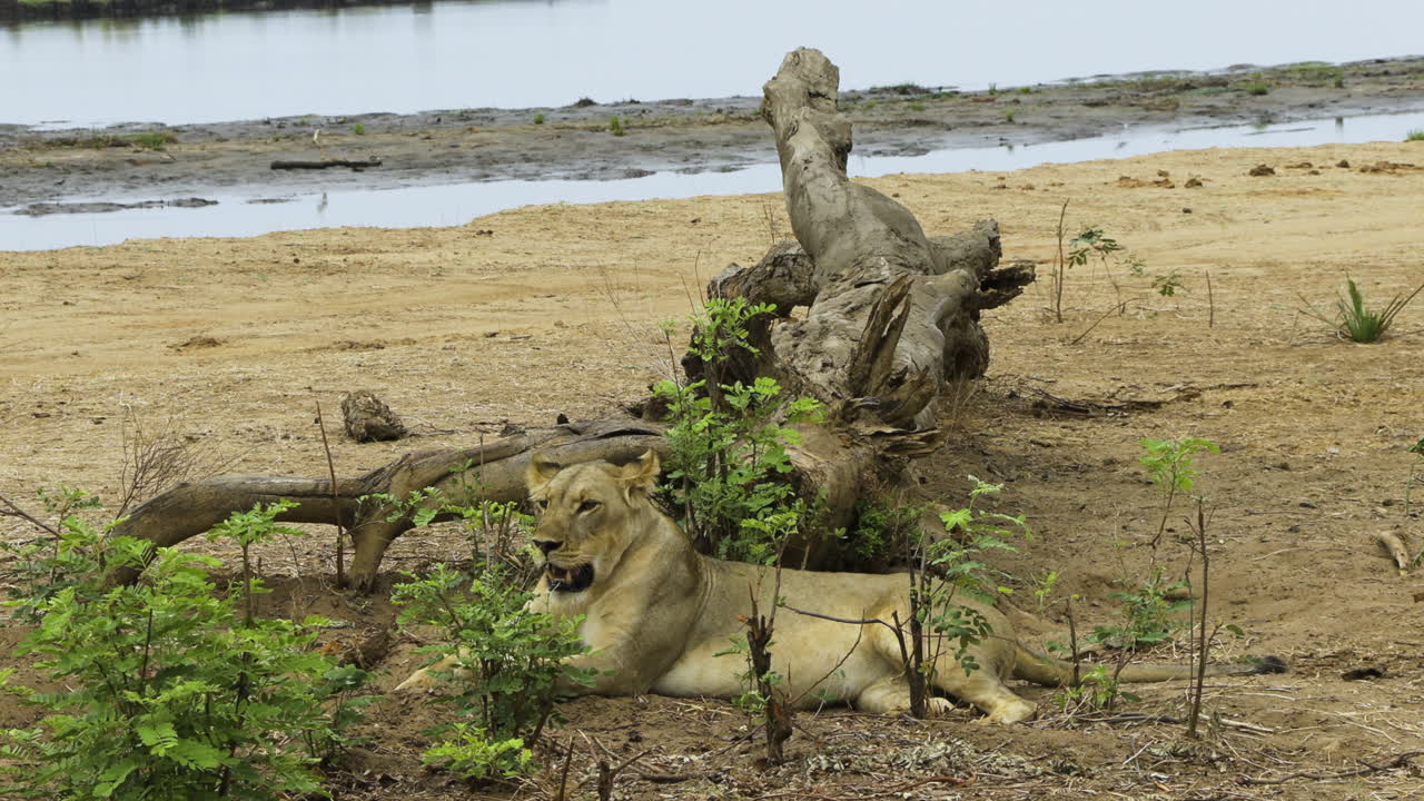 leona descansando junto a las raíces de un árbol caído con agua en el fondo