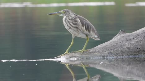 pond heron-waiting -water -relax