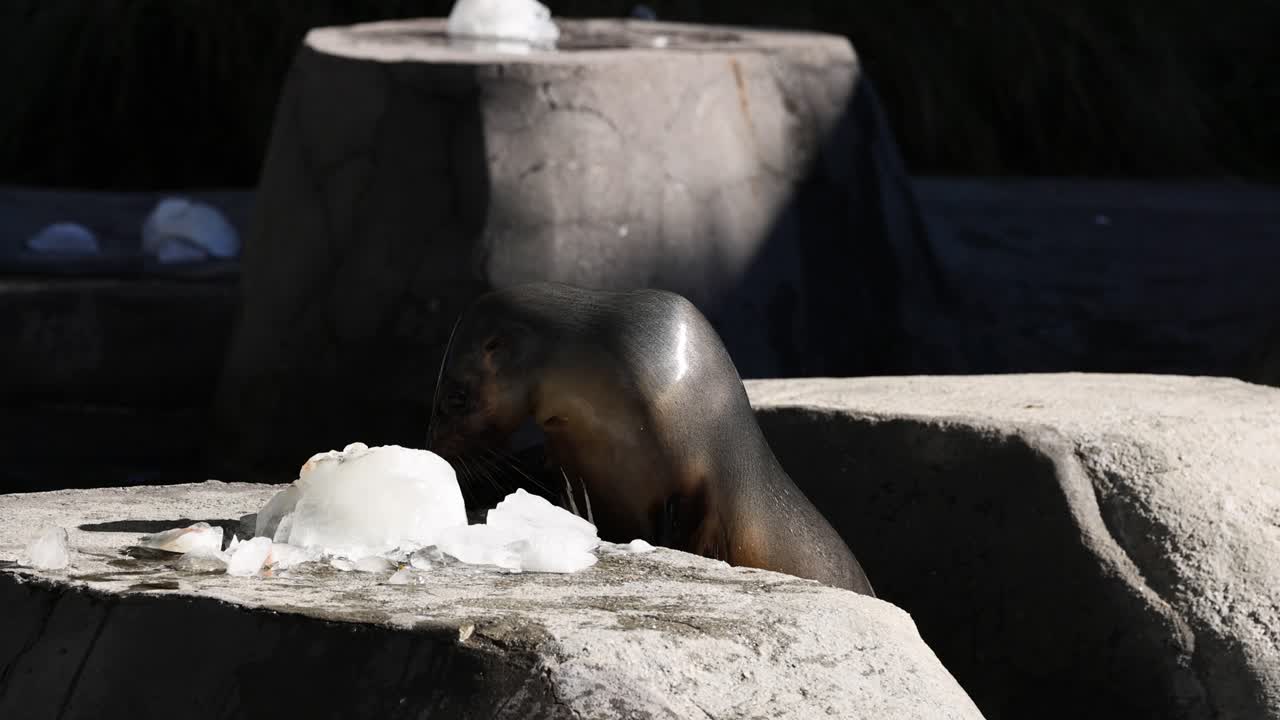 바위 위 에 얼음 블록 을 가지고 놀고 있는 해파리