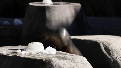 foca jugando con un bloque de hielo en la roca