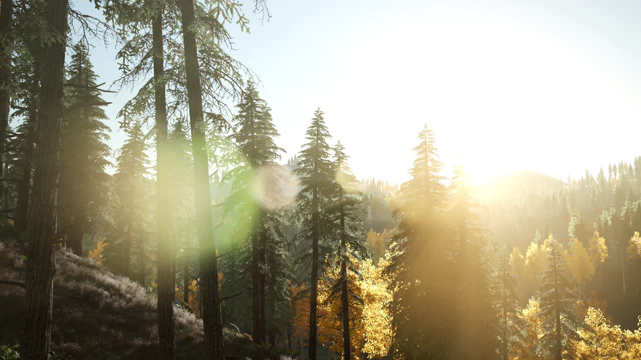 rayos de sol a través de los árboles