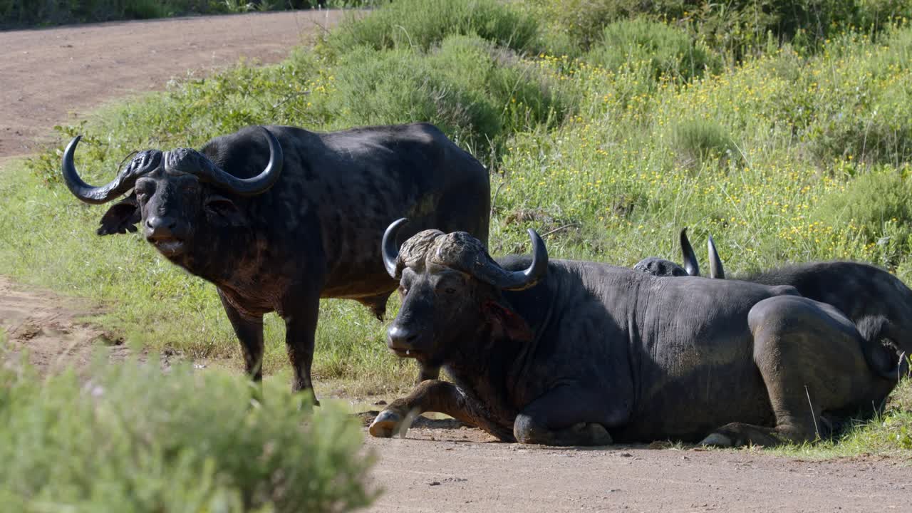 búfalos africanos relajándose en la pradera en el parque nacional kruger, sudáfrica - cerrar
