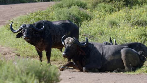 Búfalos-Africanos-Relajándose-En-La-Pradera-En-El-Parque-Nacional-Kruger,-Sudáfrica---Cerrar