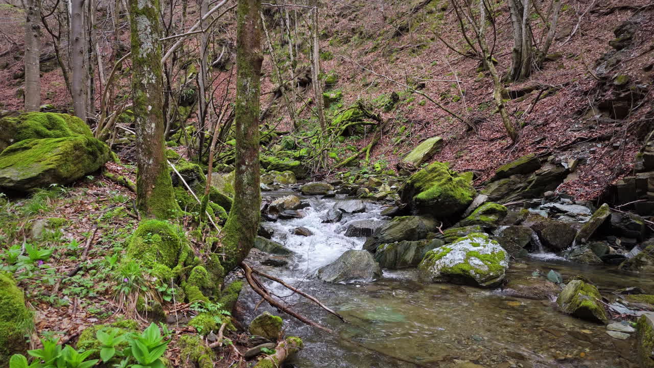 Mossy rocks and trees around a clear forest stream in a quiet, serene woodland valley