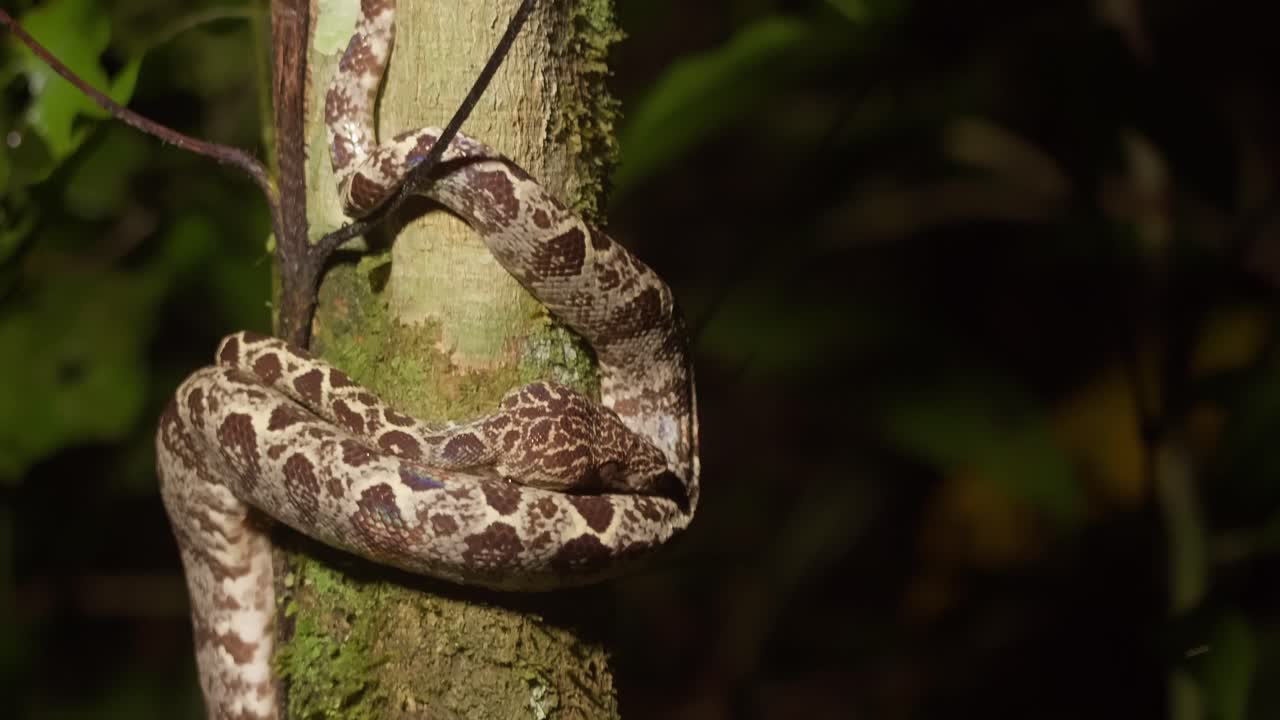 Amazon tree boa resting on a tree slider reveal shot