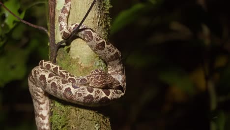 amazon tree boa resting on a tree slider reveal shot