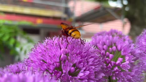 Extreme-Makroaufnahme-Einer-Wildbiene,-Die-Im-Sommer-Auf-Blühenden-Blütenblättern-Im-Garten-Nektar-Sucht---Zeitlupenaufnahme-Einer-Honigbiene,-Die-Während-Des-Bestäubungsprozesses-In-Der-Wildnis-Pollen-Sammelt