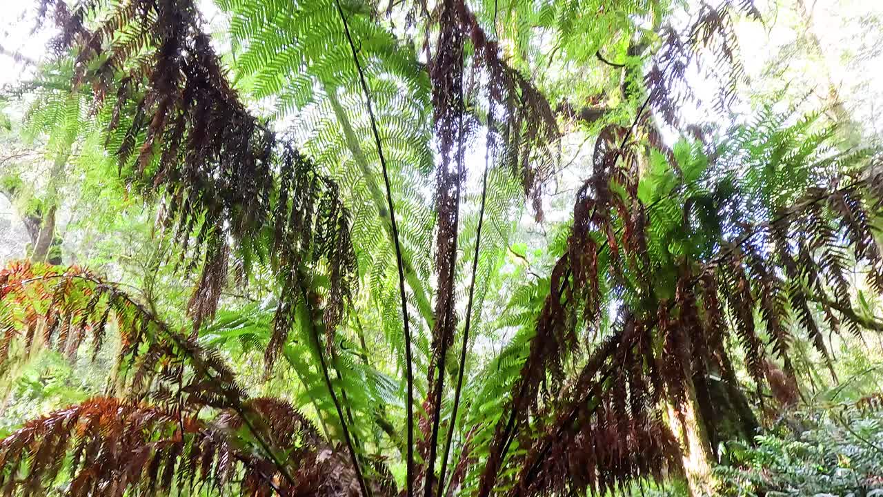 울창 한 열대 우림 에 있는 나무 가노피