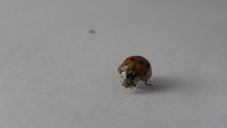 Verletzte-Coccinellidae-Beim-Versuch-Aufzustehen