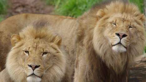 Los-Hermanos-Leones-Rebeldes-Miran-A-La-Cámara