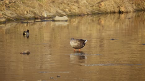 Un-Pato-De-Pico-Oriental-Acicalándose-En-El-Estanque-Mientras-Las-Cercetas-Euroasiáticas-Nadan-Detrás