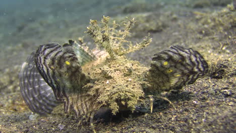 Front-view-of-Spiny-devilfish-approaching-camera