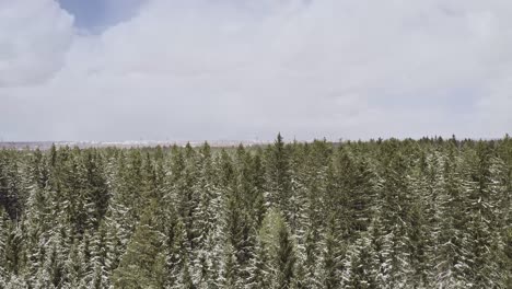 swaying, snow covered treetops filmed by a drone