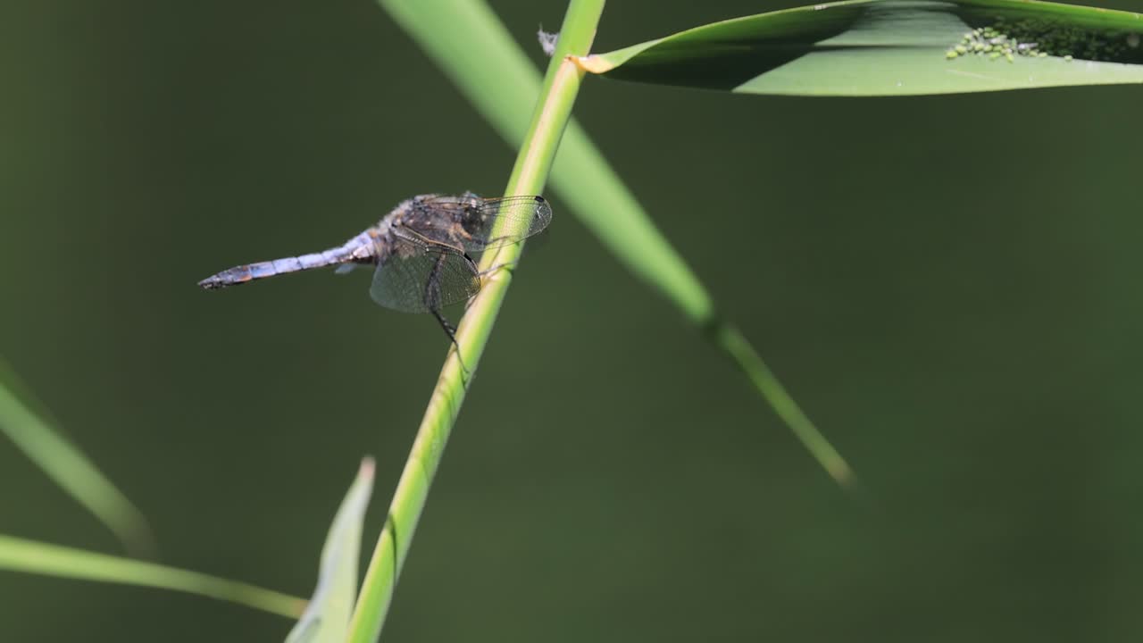 libellula depressa, el cazador de cuerpo ancho o darter de cuerpo anchado, es una de las libélulas más comunes en europa y asia central.