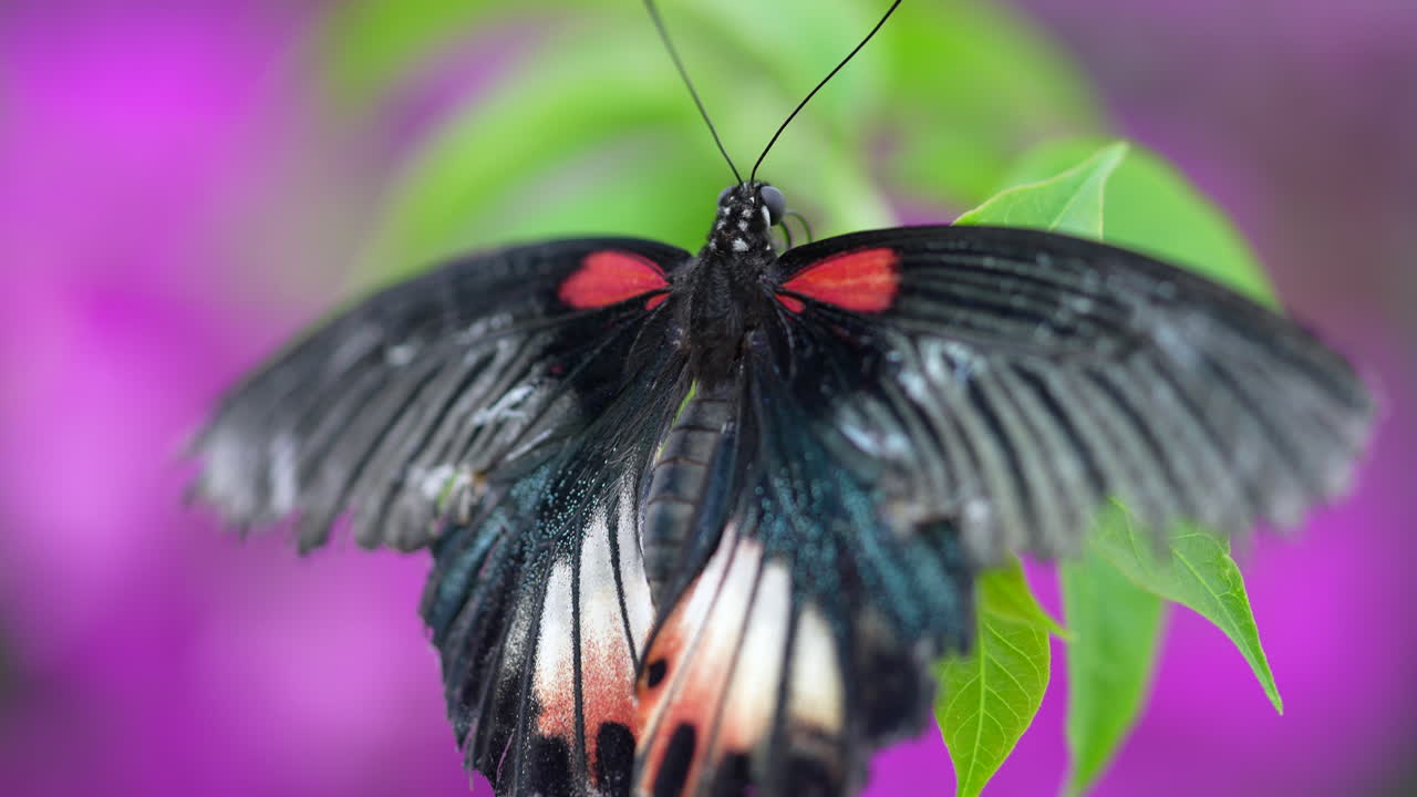 Farfalla nera con un bellissimo motivo si posa su una pianta verde davanti a un'aiuola viola
