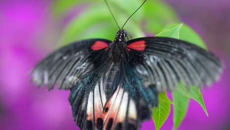 black butterfly with beautiful pattern enjoys on green plant in front of purple flowerbed